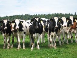herd of milk cows on a green pasture