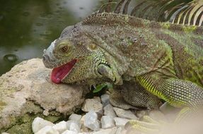 iguana with bright pink tongue closeup