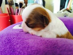 cute puppy on a purple pillow