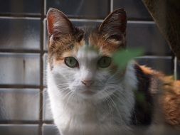 Colorful cat is watching
