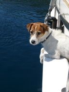 dog in a boat on the water