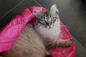 long-haired cat with blue eyes on a pink towel