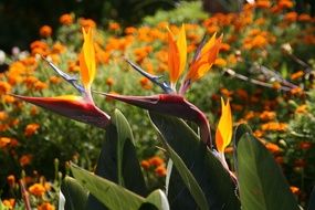 wonderful Tropical Flower