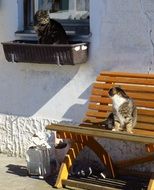 cats on the street