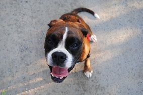 Picture of Boxer dog