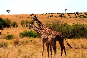 couple of giraffes in Tanzania