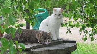 white and gray cat on the well