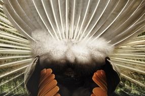 photo of peacock feathers rear view