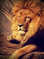 Lion Animal Zoo