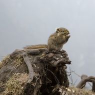 Squirrel on the top