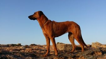 Brown dog in nature