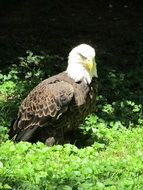 beautiful bald eagle in green grass