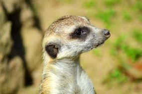 portrait of curious small meerkat