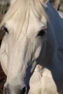 white horse face