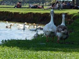 white ducks in the lake and people at a picnic on the shore