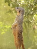 meerkat near the green bush