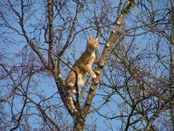 red cat climbed to the top of the tree