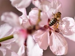 bee on a branch with pink and white flowers