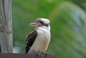 kookaburra on a wooden fence in Australia