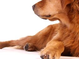 portrait of a red golden retriever