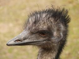 head of a flightless laufvogel close-up