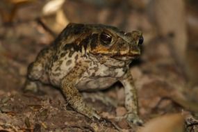 Cane toad in tropical forest