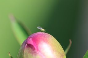 insect on the bud of a pink peony close-up