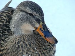 Duck in the wildlife