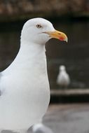 Seagull looking into the distance