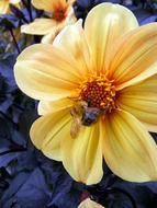 insect on a summer flower close up