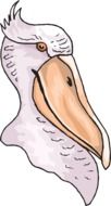 Head of Pelican drawing