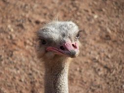 ostrich head on a hill background
