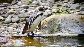 Penguin swiming