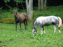 white and brown horses grazing