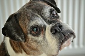 Old boxer dog