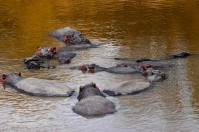 hippos in the water among the nature of tanzania