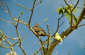 exotic dove on a tree in Egypt