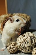 rodent stands on decorative balls