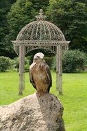 buzzard on a stone in a sunny park