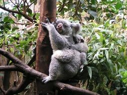 Koala with Baby