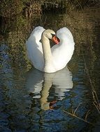 elegant swan on the lake