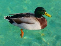 mallard on the blue water