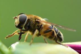 closeup of a bee on the green background