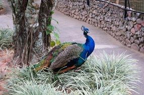 beautiful peacock walks in the park
