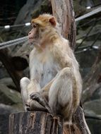 barbarian monkey sitting on a stump