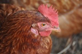 red chicken