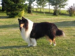 Cute three coloured collie