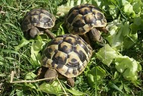 little turtles on green grass