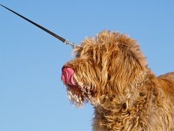Spinone is eating ice cream