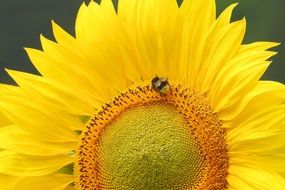 bee on the unripe yellow sunflower